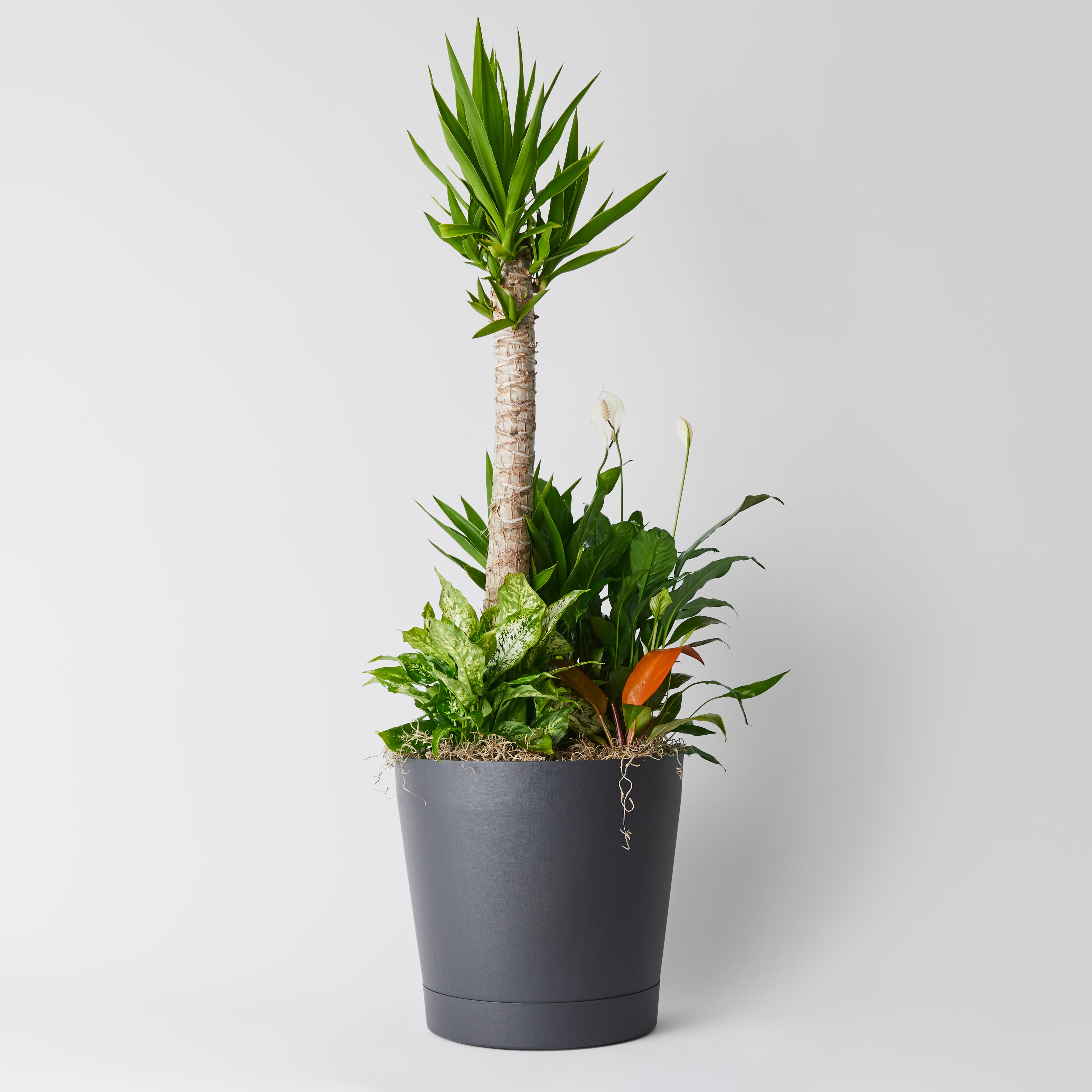 pot plante intérieur Arrangement de plantes en pot