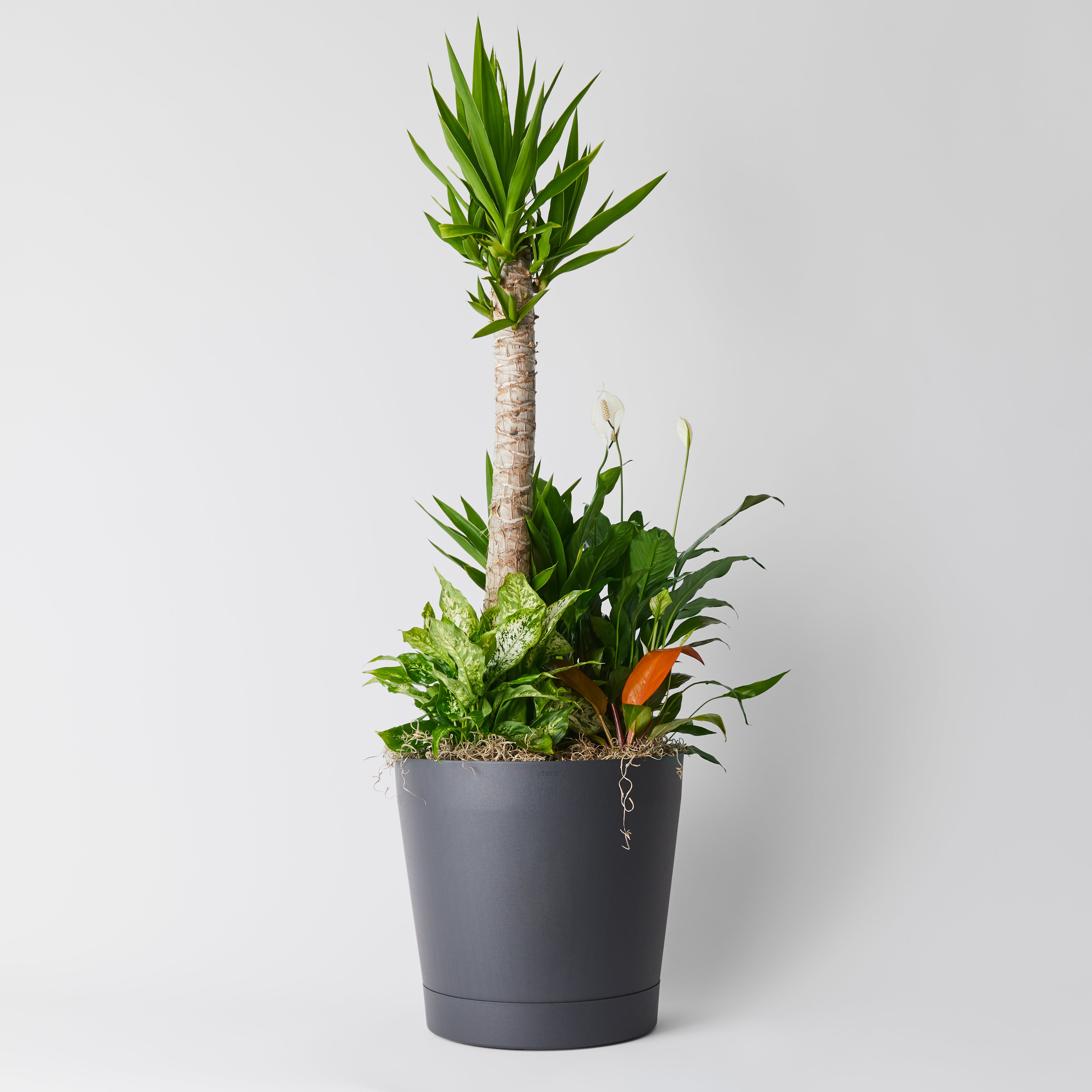 Arrangement de plantes en pot