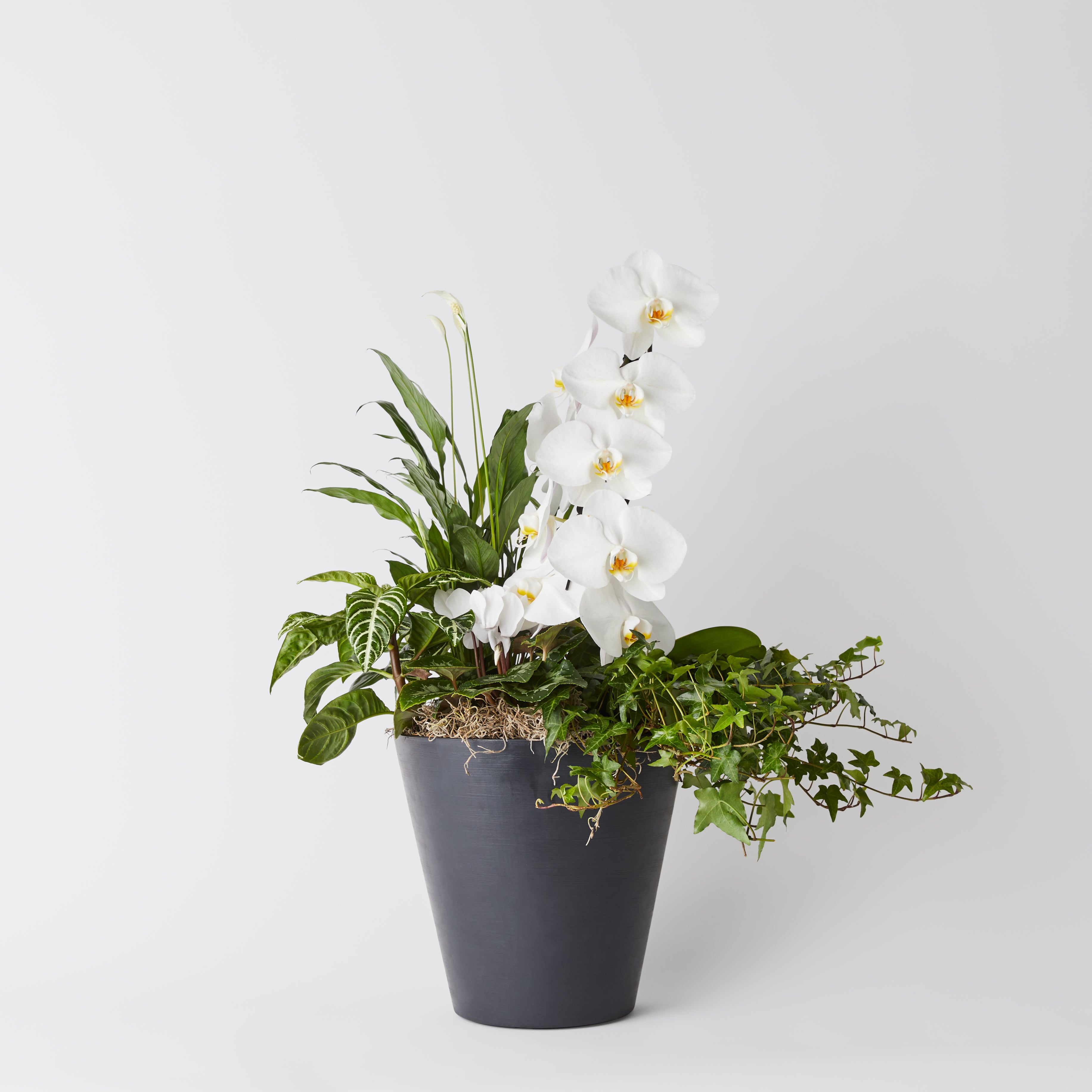 Arrangement de plantes en pot