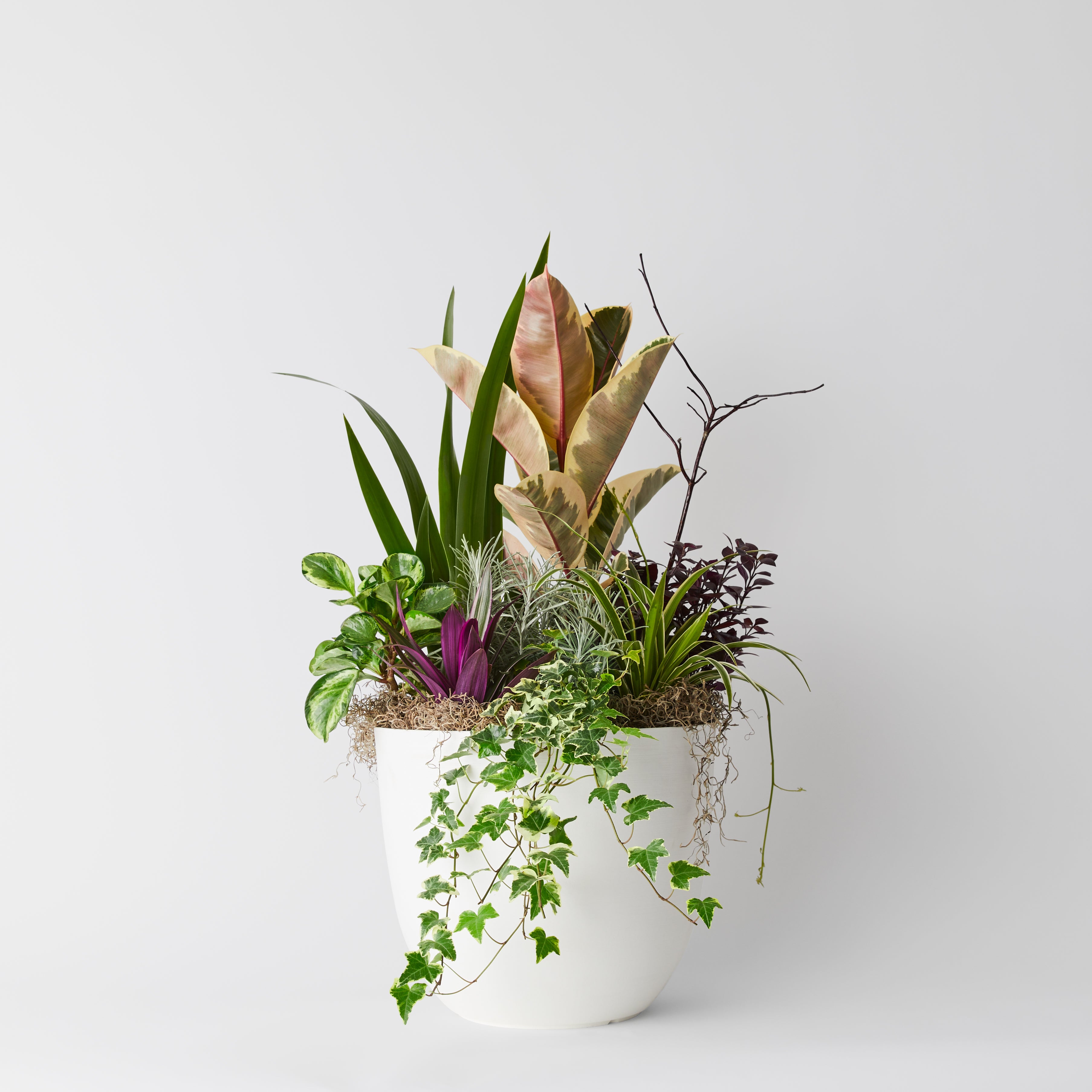 Arrangement de plantes en pot