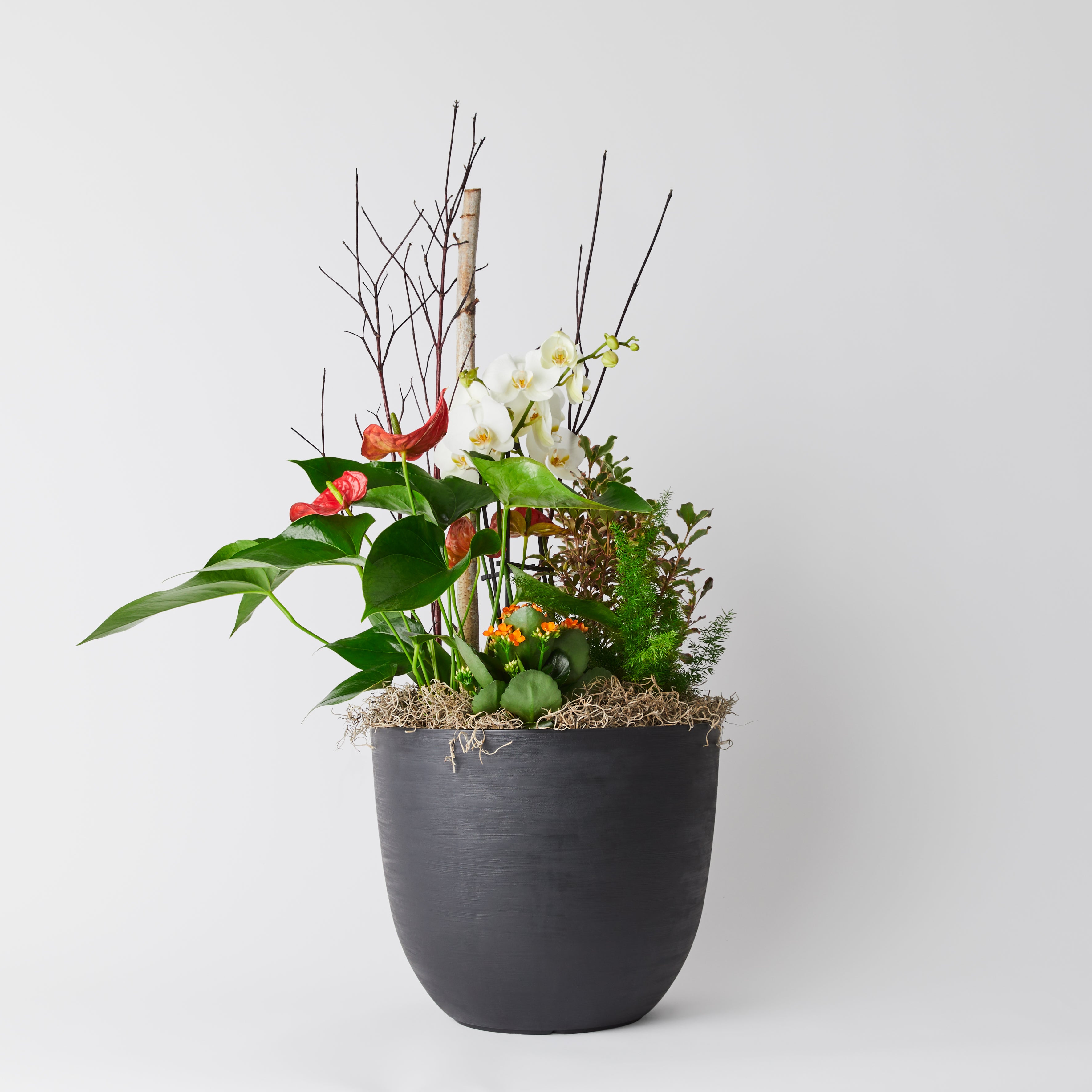 Arrangement de plantes en pot