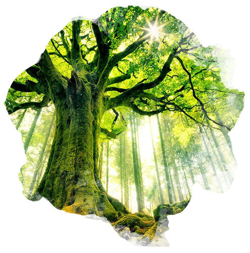 Image de l'avis Diane Durocher